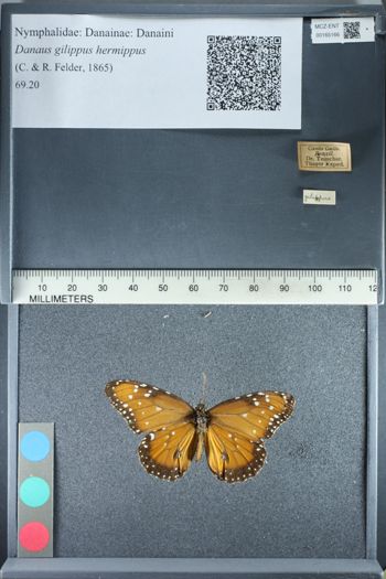 Media type: image;   Entomology 165166
